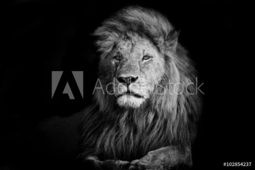 Picture of Beautiful Lion Romeo 2 of Double Cross Pride in Masai Mara Kenya